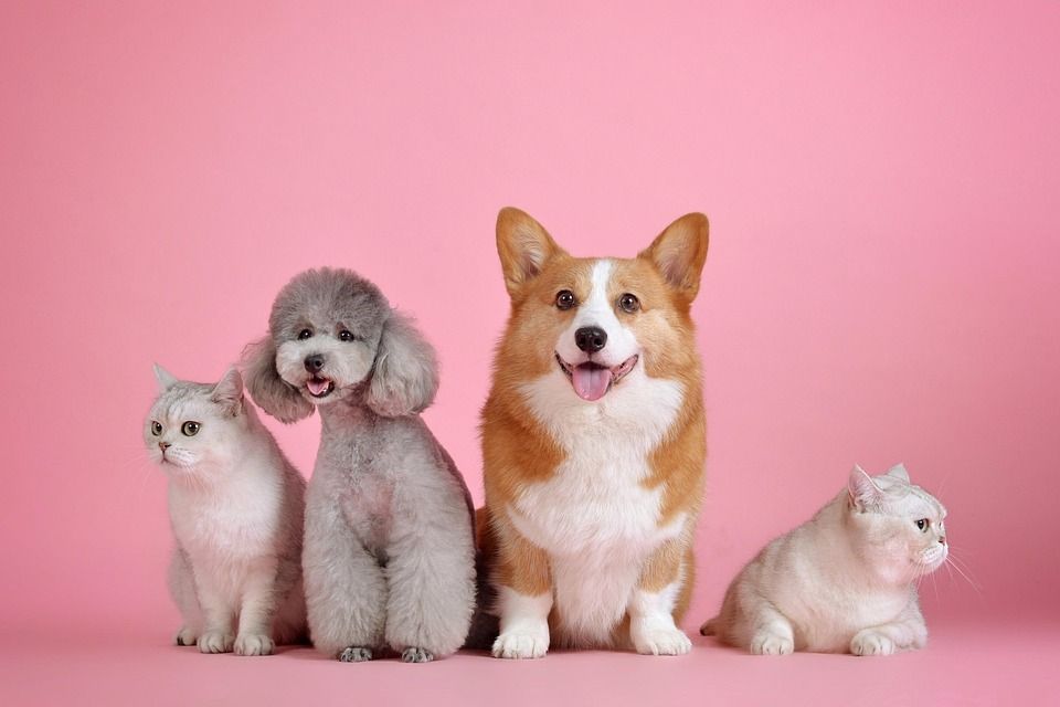 pets-3715733_960_720.jpg