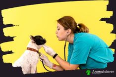 Signs Your Dog Is Unwell: 10 Health Warning Signals You Should Never Ignore