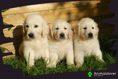 Golden Retriever Price in India: What You Should Know Before Buying