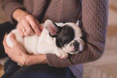 How to Prepare Your Home for a New Puppy Bought Online