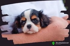Vaccination Schedule for Puppies in India: A Complete Guide