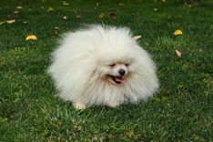  Toy Pom Price in India